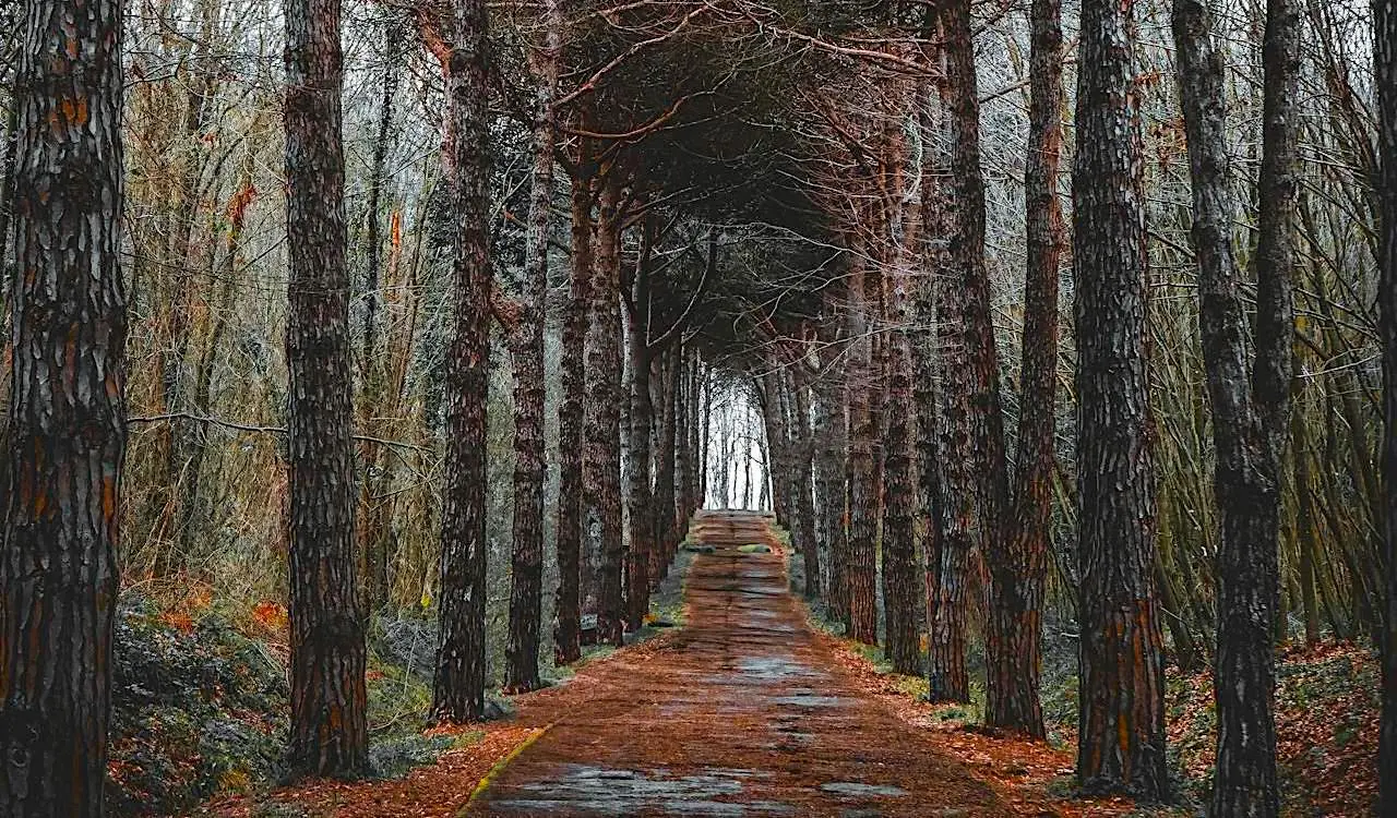 Belgrad Ormanı